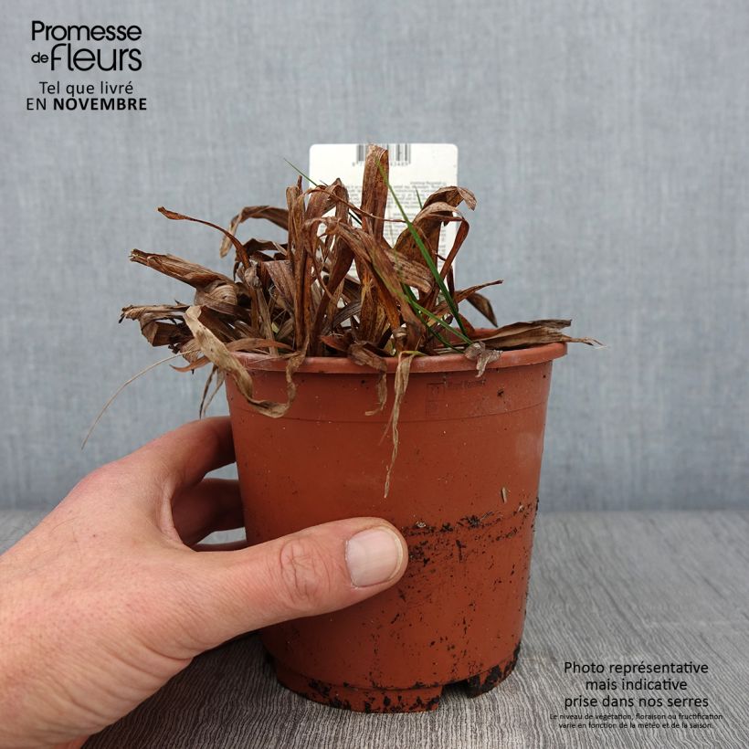 Esemplare di Carex siderosticta Variegata - Laîche Pot de 1L/1,5L come consegnato in autunno