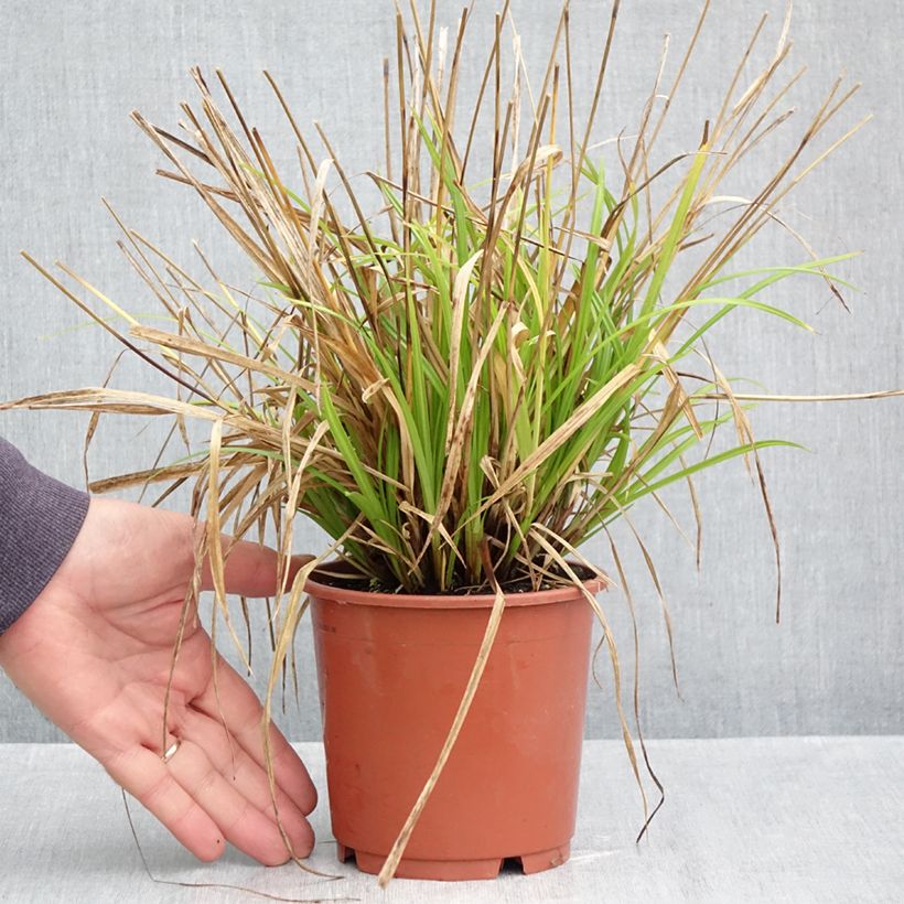 Esemplare di Carex sylvatica Vaso da 1L/1,5L come consegnato in autunno