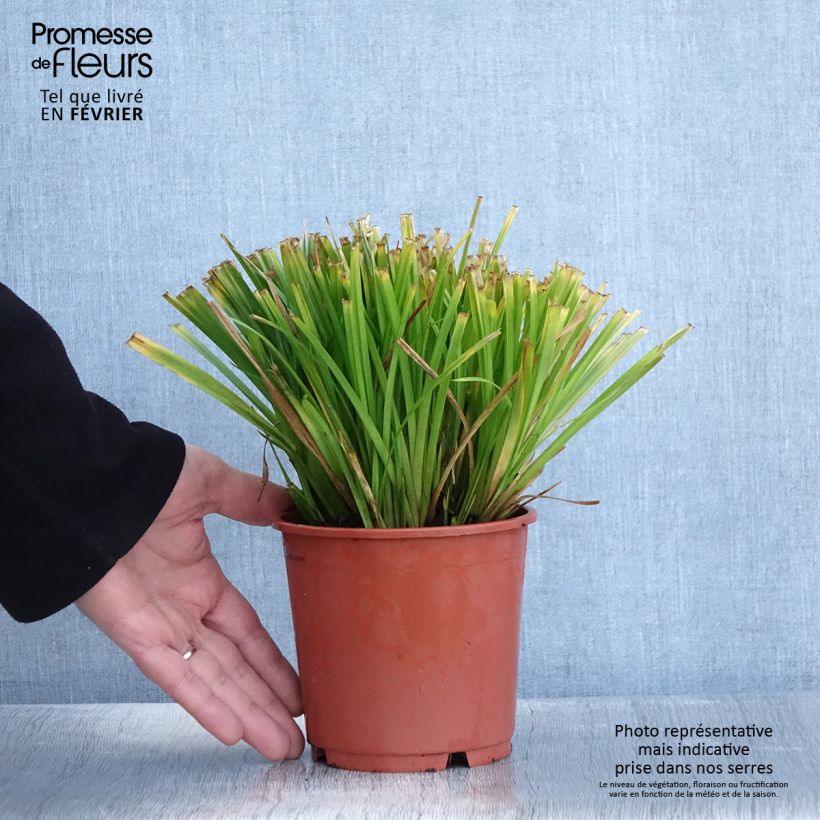 Carex sylvatica - Laîche des bois Pot de 1L/1,5L esemplare consegnato in inverno