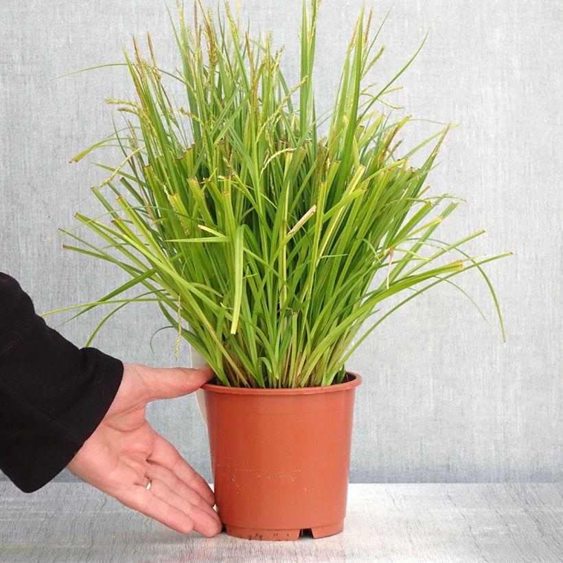 Example of Carex sylvatica Vaso da 1L/1,5L as you get in printemps