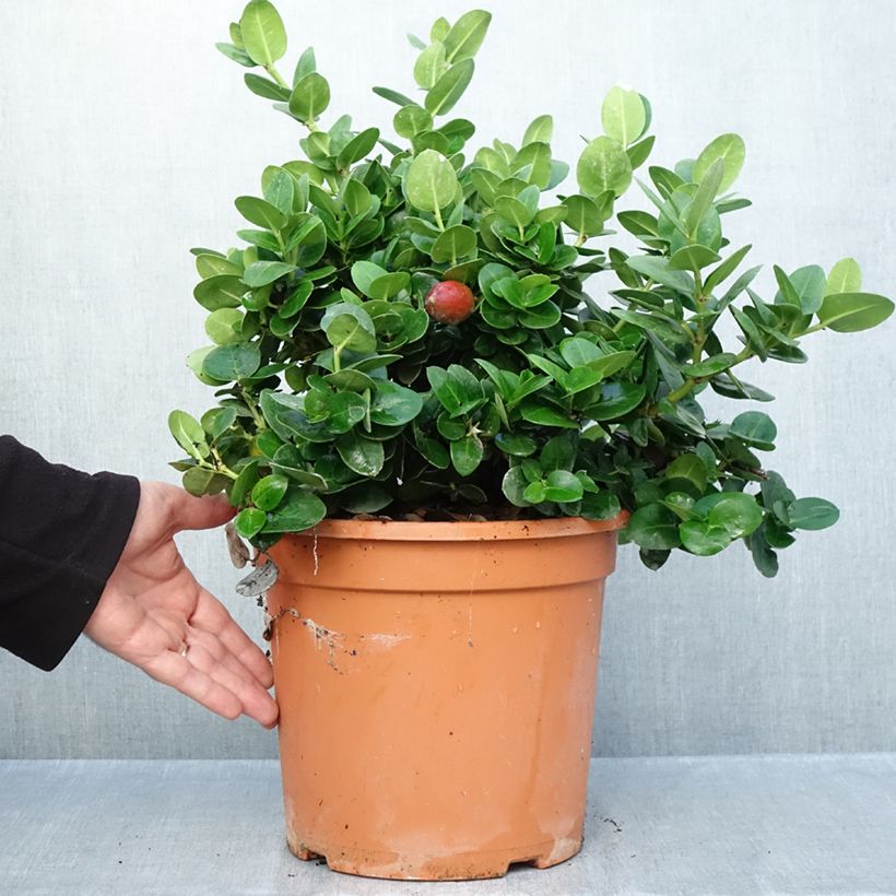 Esemplare di Carissa macrocarpa Prostrata - Prugna del Natal Vaso da 3L/4L come consegnato in autunno