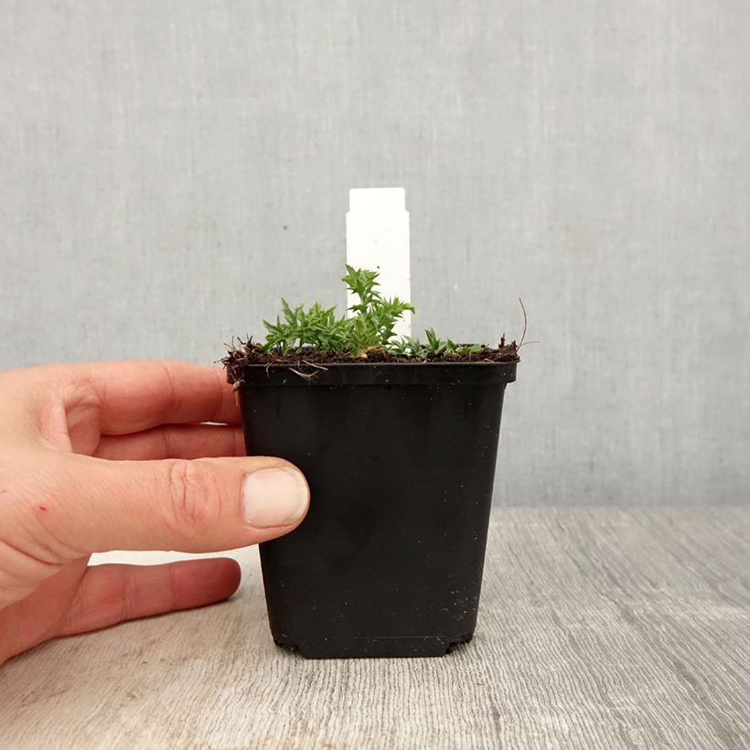 Carlina acaulis subsp. simplex - Carlina bianca Vasetto da 8/9 cm esemplare consegnato in primavera