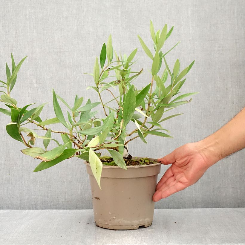 Esemplare di Carpenteria californica Vaso da 3L/4L consegnato in estate