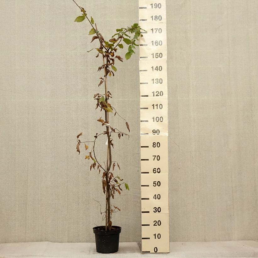 Esemplare di Carpinus betulus - Carpino bianco Vaso da 4L/5L come consegnato in autunno