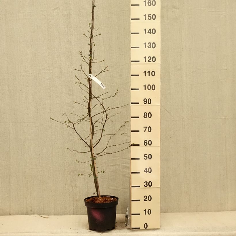 Example of Carpinus betulus - Carpino bianco Vaso da 4L/5L as you get in printemps