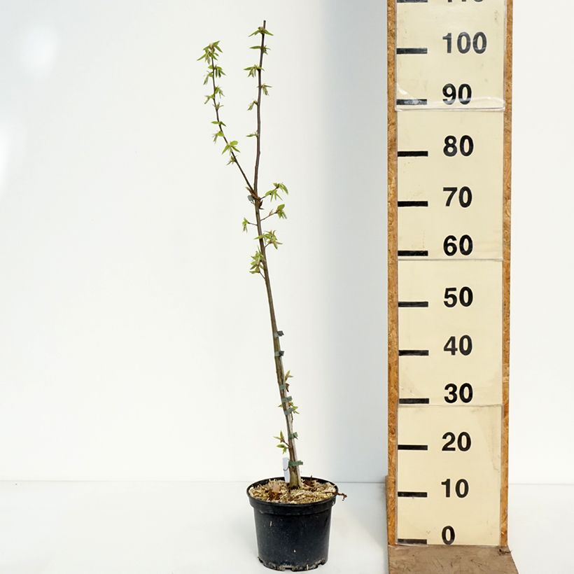 Carpinus betulus A. Beeckman - Carpino bianco Vaso da 3L/4L esemplare consegnato in primavera