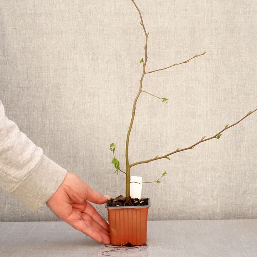 Example of Carpinus betulus - Carpino bianco Vasetto da 8/9 cm as you get in printemps