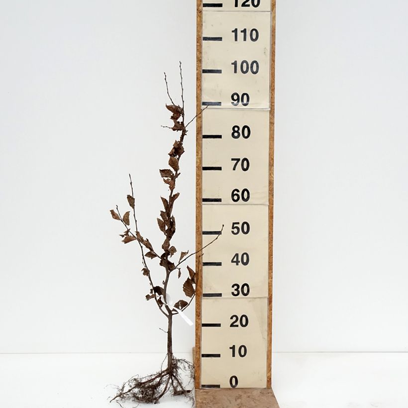 Example of Carpinus betulus - Carpino bianco Piante piccole a radice nuda as you get in hiver