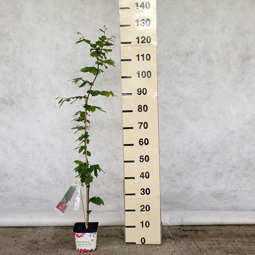 Example of Carpinus betulus - Carpino bianco Vaso da 2L/3L as you get in printemps