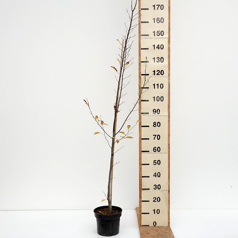 Esemplare di Carpinus betulus Fastigiata - Carpino bianco Vaso da 4L/5L come consegnato in autunno