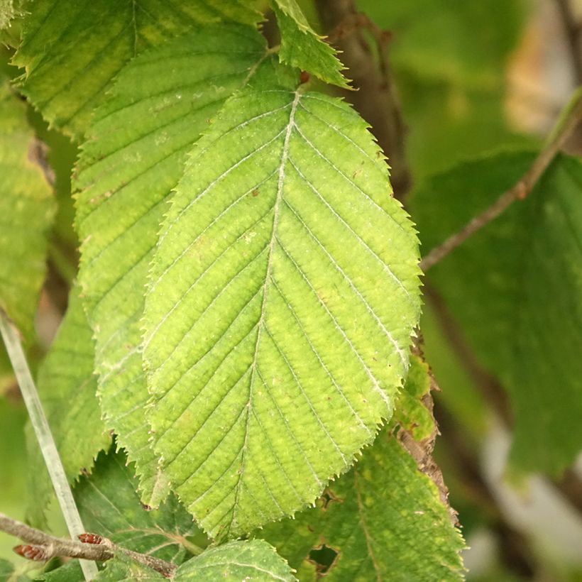 Carpinus betulus Fastigiata Monument - Carpino bianco (Foliage)