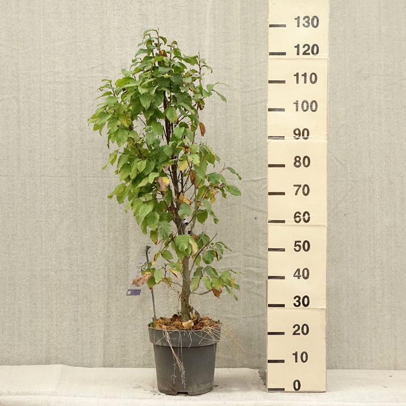 Esemplare di Carpinus betulus Fastigiata Monument - Carpino bianco Vaso da 6L/7L consegnato in estate