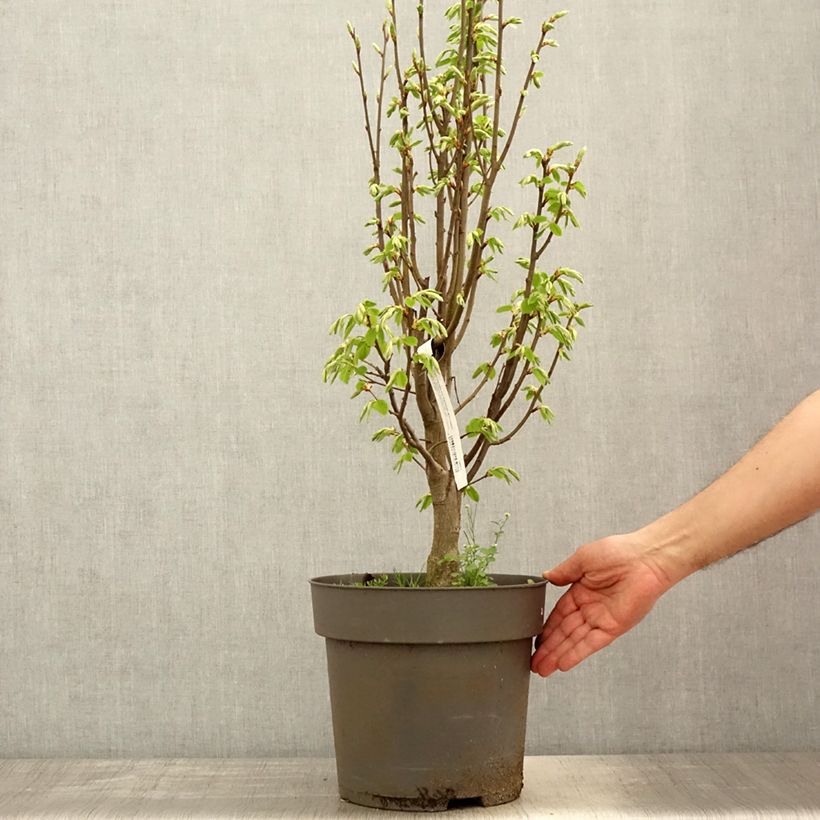 Example of Carpinus betulus Fastigiata Monument - Carpino bianco Vaso da 6L/7L as you get in printemps