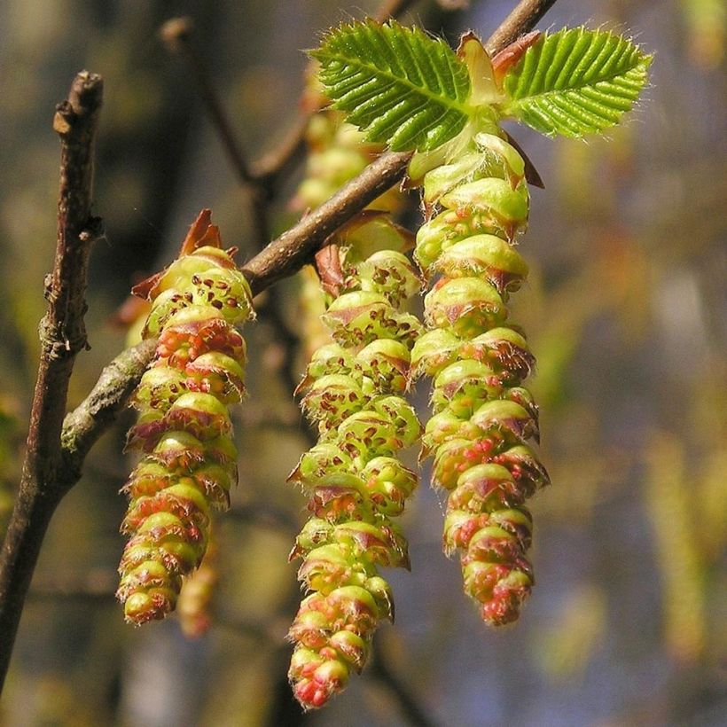 Carpinus betulus Frans Fontaine - Carpino bianco (Flowering)