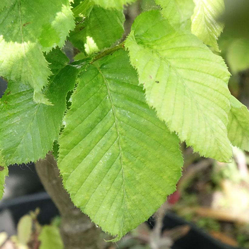 Carpinus betulus Globus - Carpino bianco (Fogliame)