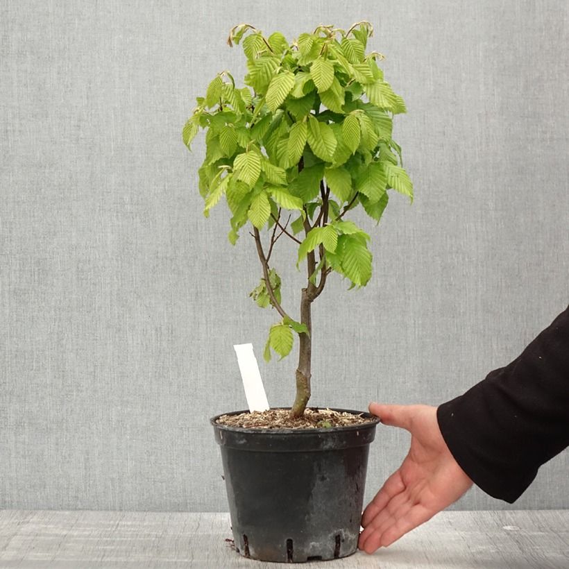 Example of Carpinus betulus Monumentalis - Carpino bianco Vaso da 2L/3L as you get in printemps