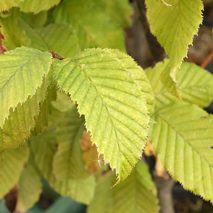 Carpinus betulus Monumentalis - Carpino bianco (Foliage)