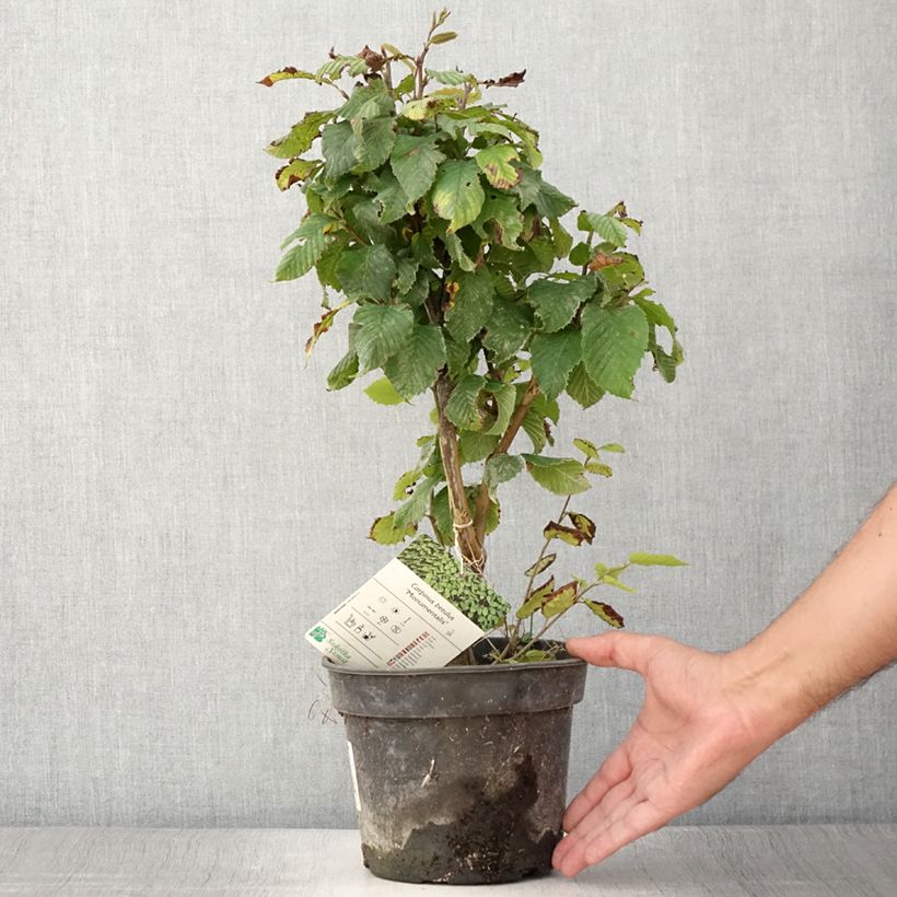 Esemplare di Carpinus betulus Monumentalis - Carpino bianco Vaso da 7,5L/10L consegnato in estate