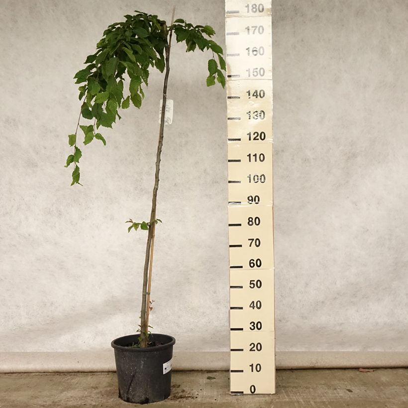 Esemplare di Carpinus betulus Pendula - Carpino bianco Vaso da 12L/15L, Vaso impalcato consegnato in estate