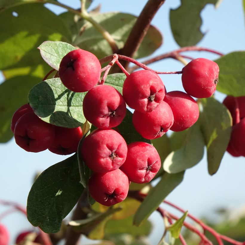 Carpinus betulus Quercifolia - Carpino bianco (Raccolta)
