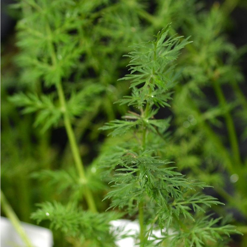 Carum carvi - Kummel (Foliage)