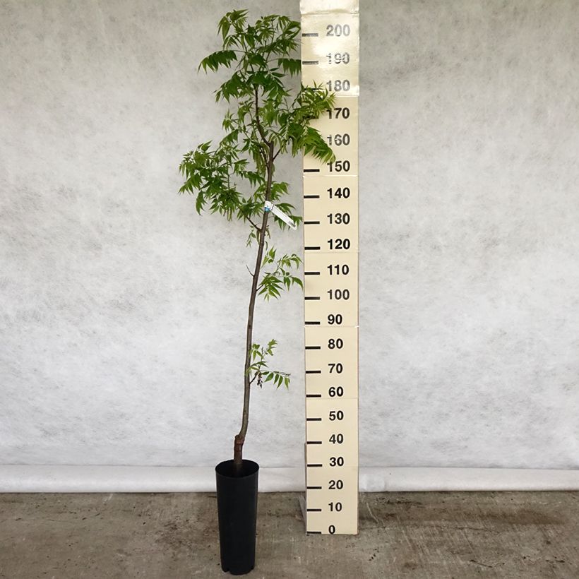 Carya illinoinensis Pawnee - Pecan Vaso da 4L/5L esemplare consegnato in primavera
