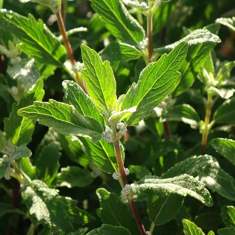 Caryopteris clandonensis Beyond Midnight (Foliage)