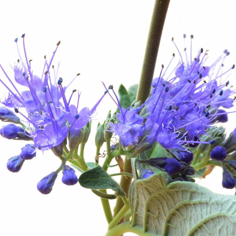 Caryopteris clandonensis Blue Balloon (Flowering)