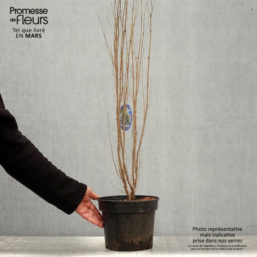 Example of Caryopteris clandonensis Blue Balloon Vaso da 2L/3L as you get in printemps