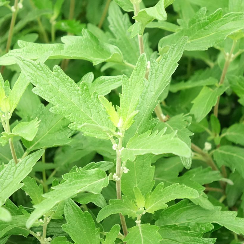 Caryopteris clandonensis Blue Balloon (Foliage)