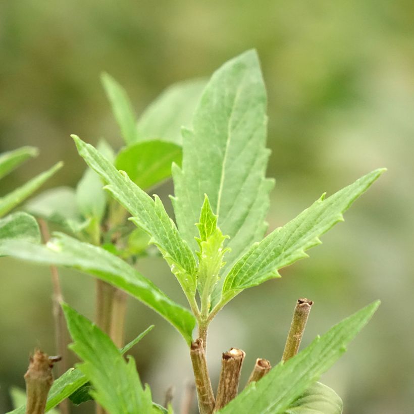 Caryopteris clandonensis Dark Knight (Fogliame)