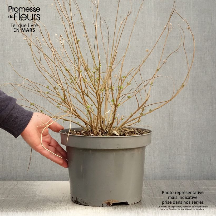 Caryopteris clandonensis Heavenly Blue Vaso da 7,5L/10L esemplare consegnato in primavera