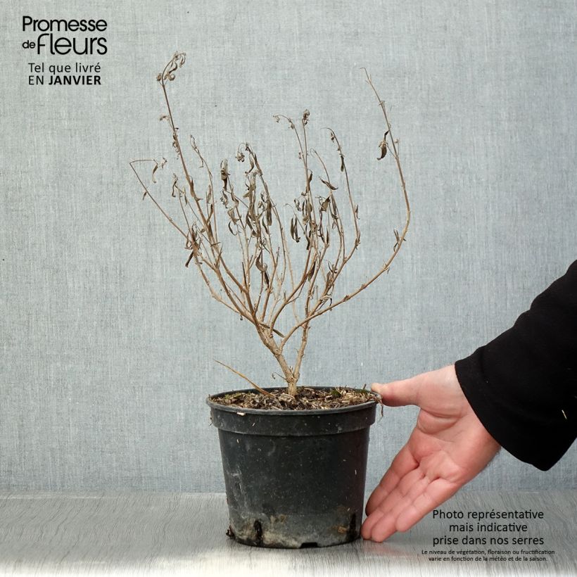 Caryopteris clandonensis Kew Blue - Spirée bleue Pot de 2L/3L esemplare consegnato in inverno