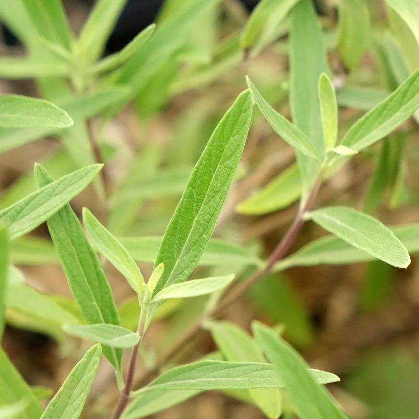 Caryopteris clandonensis Kew Blue (Fogliame)