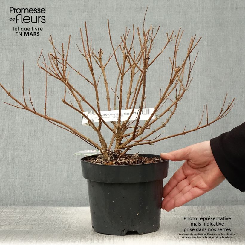 Caryopteris clandonensis Stephi Vaso da 3L/4L esemplare consegnato in primavera