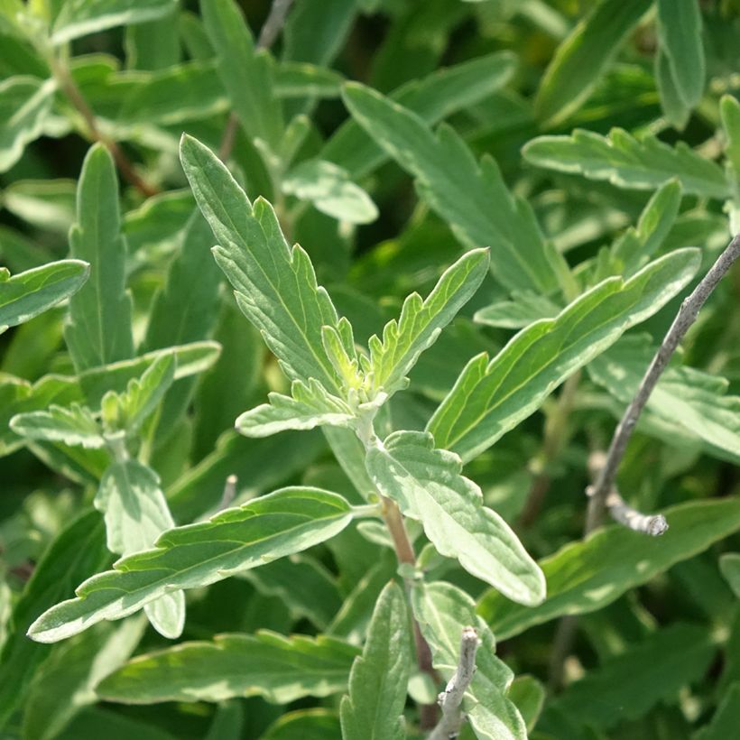 Caryopteris clandonensis Stephi (Fogliame)