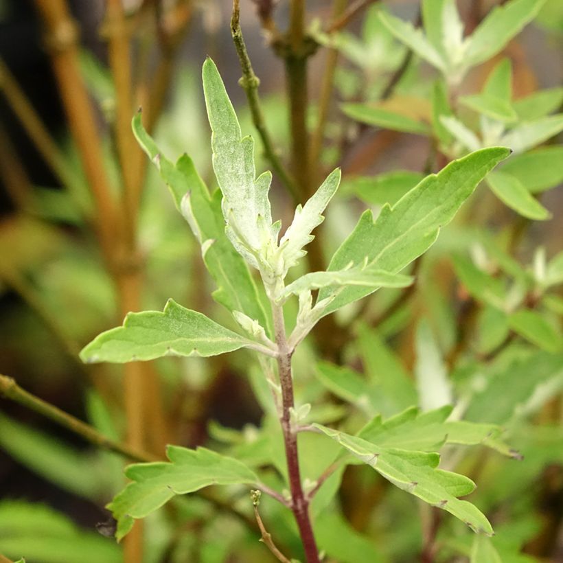 Caryopteris clandonensis Sterling silver (Foliage)