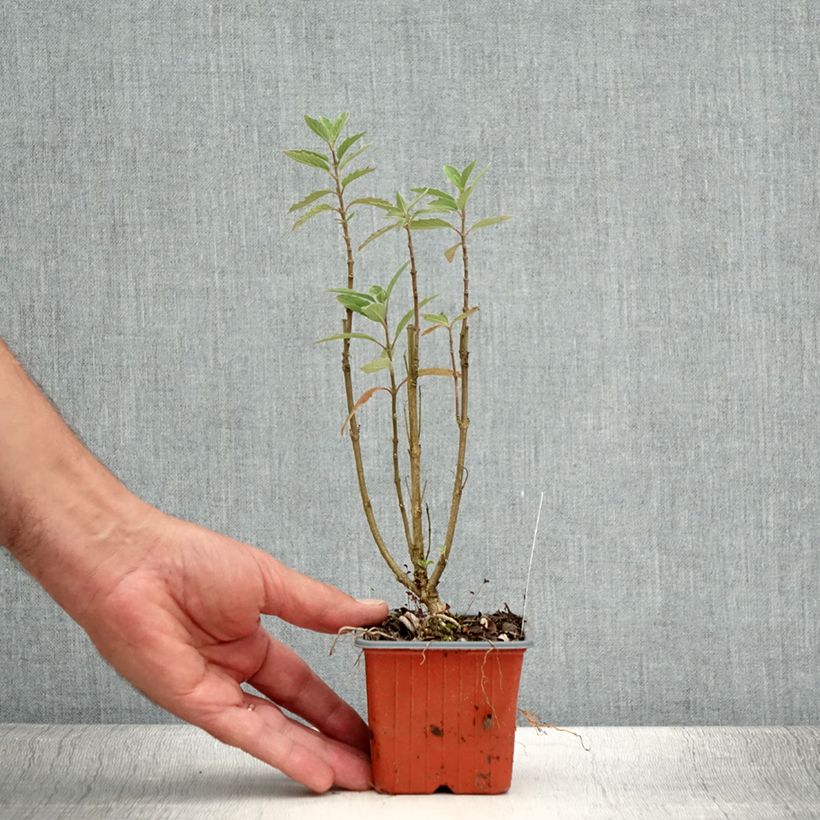 Esemplare di Caryopteris clandonensis Grand Bleu Vasetto da 8/9 cm consegnato in estate