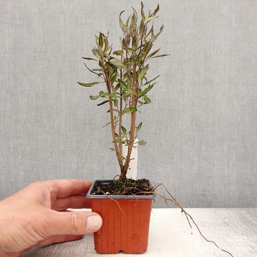 Caryopteris clandonensis Grand Bleu Vasetto da 8/9 cm esemplare consegnato in primavera