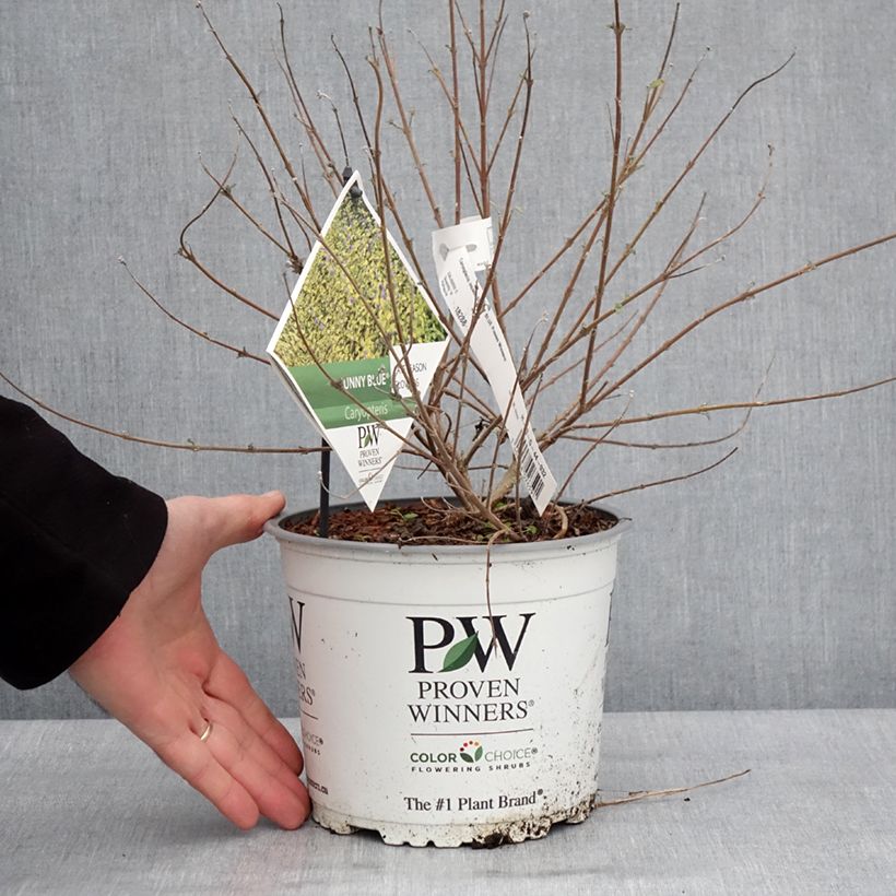 Caryopteris incana Sunny Blue - Spirée bleue, Barbe bleue Pot de 2L/3L esemplare consegnato in inverno