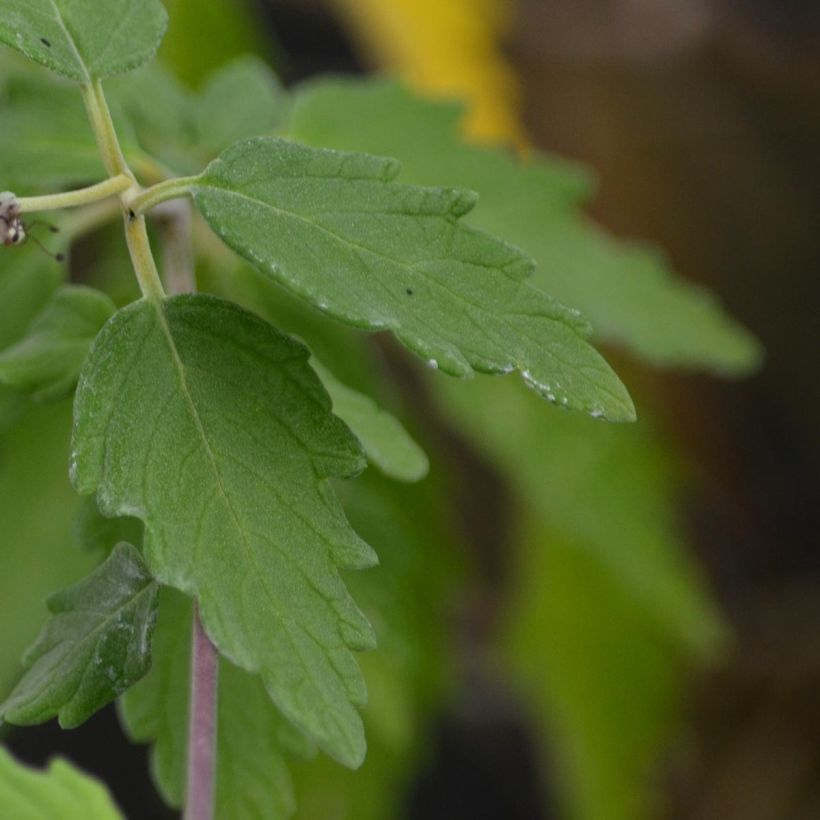 Caryopteris incana Sunshine Blue (Fogliame)