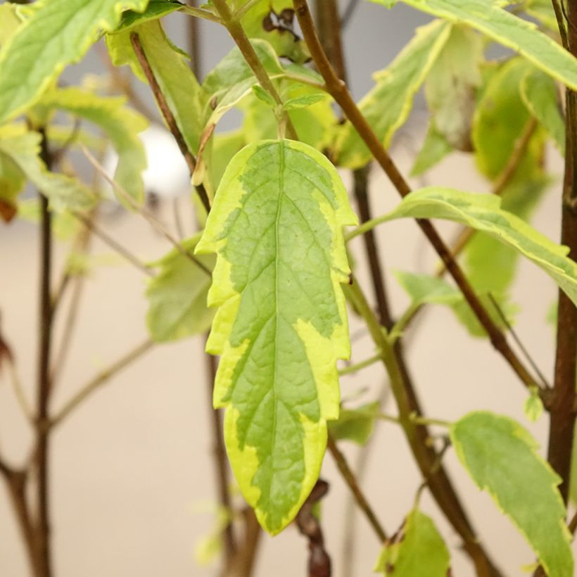 Caryopteris clandonensis Summer Sorbet (Fogliame)