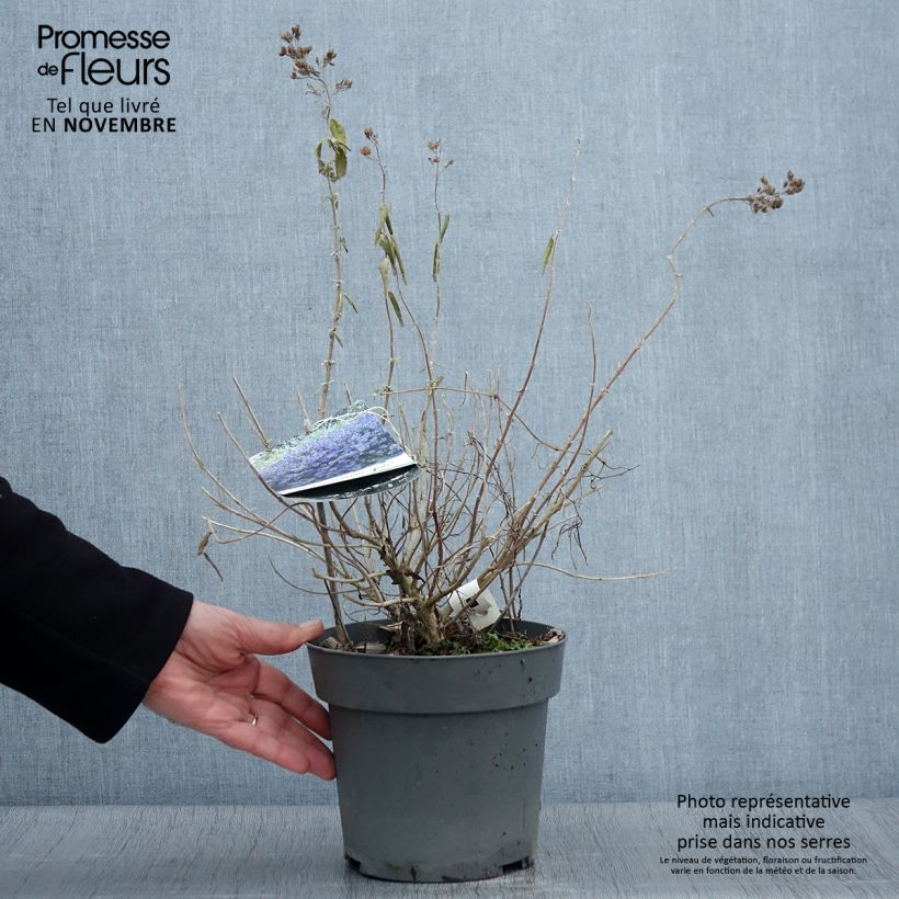 Esemplare di Caryopteris x clandonensis Blauer Spatz (Oiseau Bleu) Pot de 3L/4L come consegnato in autunno