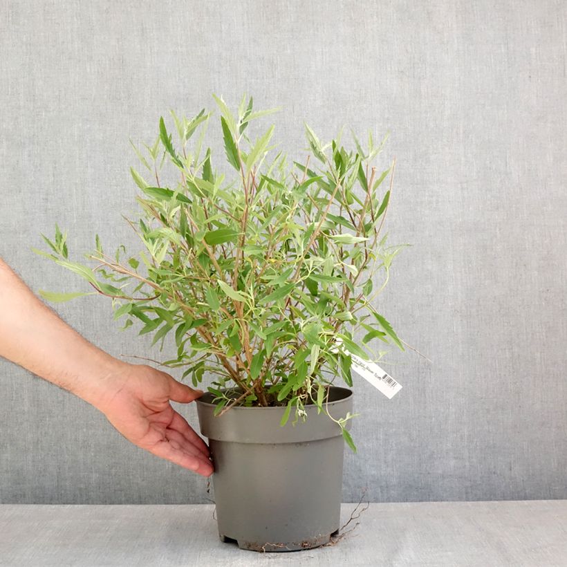 Example of Caryopteris clandonensis Blauer Spatz Vaso da 3L/4L as you get in printemps