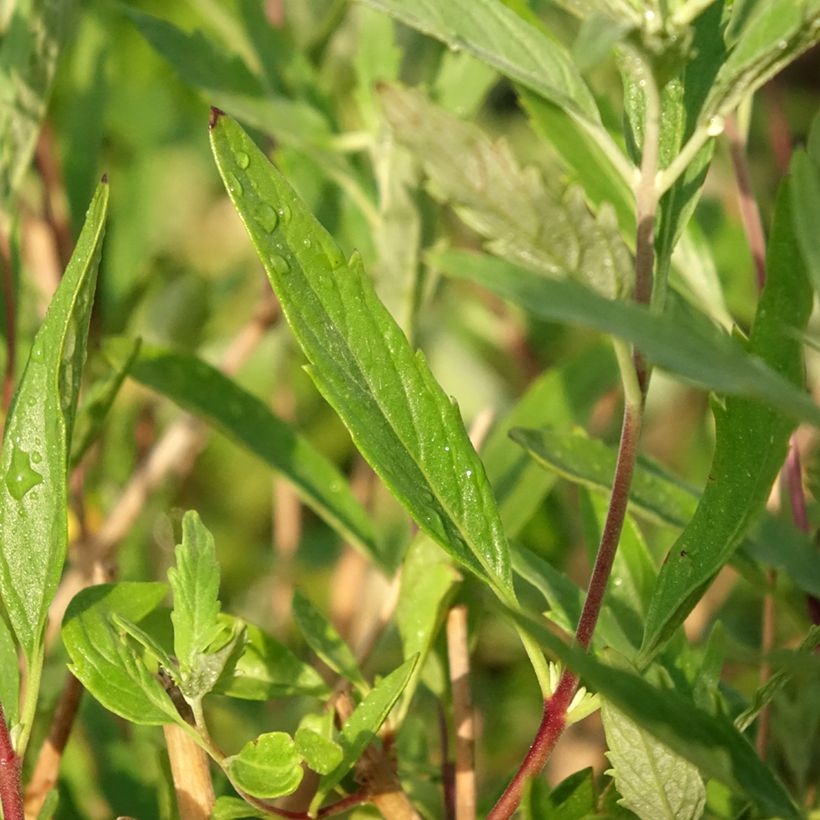 Caryopteris clandonensis Blauer Spatz (Foliage)
