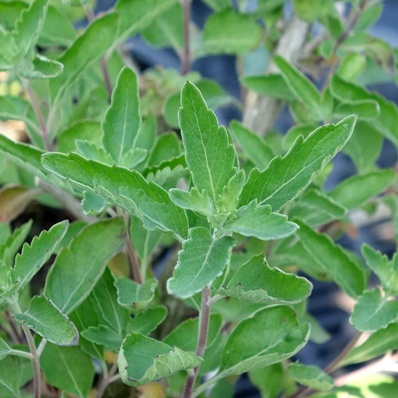 Caryopteris clandonensis Blue Fountain (Fogliame)