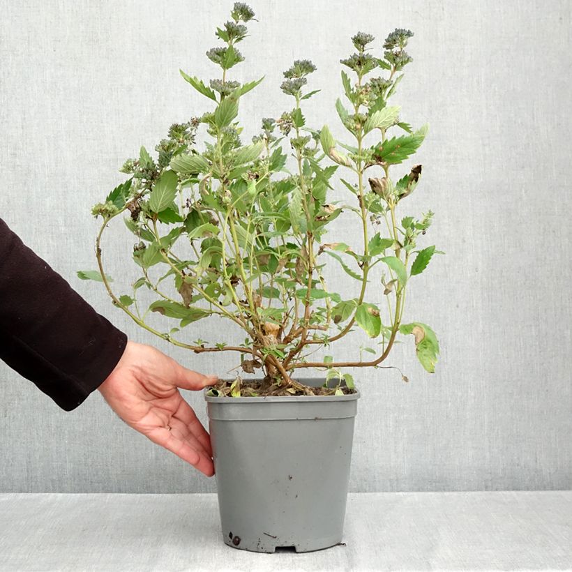 Esemplare di Caryopteris clandonensis Blue Fountain Vaso da 3L/4L come consegnato in autunno