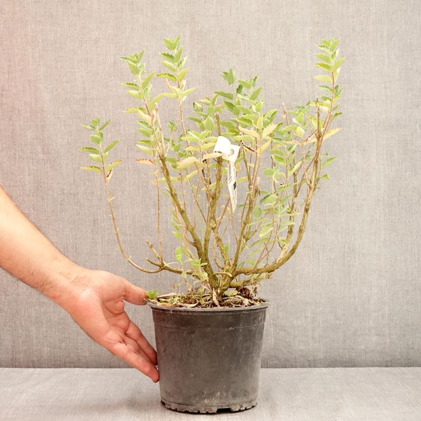 Esemplare di Caryopteris clandonensis Blue Fountain Vaso da 3L/4L consegnato in estate