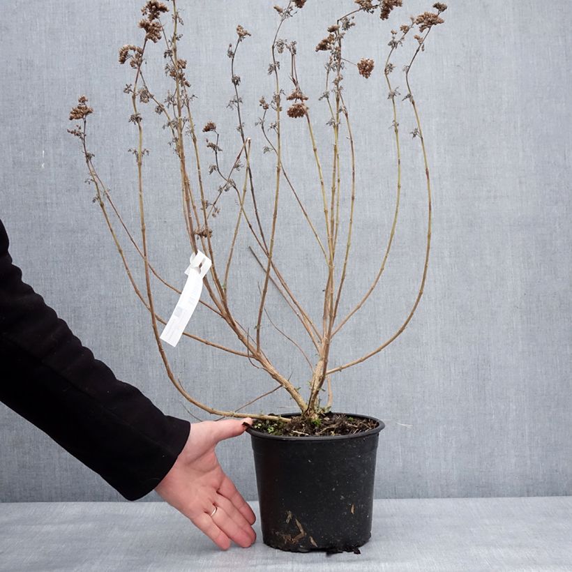 Caryopteris x clandonensis Blue Fountain Pot de 3L/4L esemplare consegnato in inverno