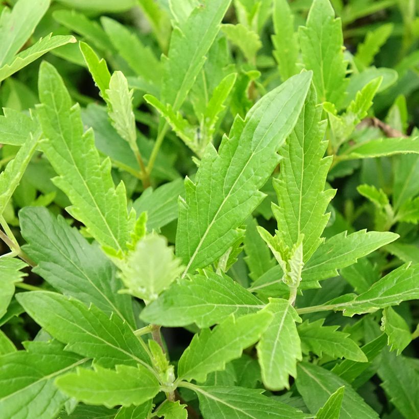 Caryopteris clandonensis Camara Pink (Fogliame)